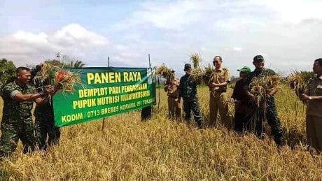 Petani di Tonjong Brebes Panen Raya Situbagendit