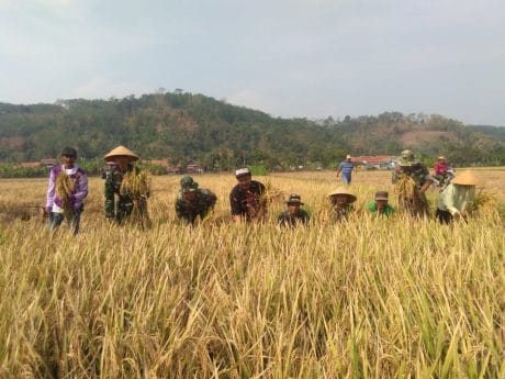 Terserang Hama Wereng dan Kurang Air, Demplot Koramil Bojong Panen Raya