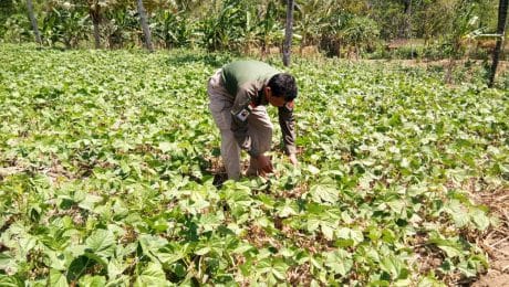Wow.., Serda Tarwan Sedang Melakukan Penelitian Tanaman