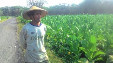 Petani Menjaga Bibit   Kualitas Tembakau