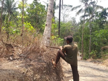 Pohon Kelapa Tak Luput dari “Amukan” Kasman dengan Gergajinya