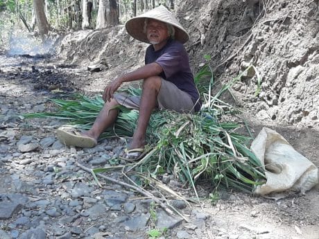 Sawin Dapatkan Rumput Pakan Ternak di Lokasi Pra TMMD