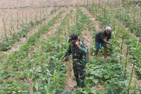 Jaga Keharmonisan Dengan Warga, Anggota Satgas TMMD ke- 106 Bantu Petani Semprot Tanaman