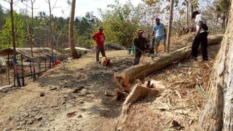 Demi Pelebaran Jalan, Pohon Wangkal Ditebang Warga