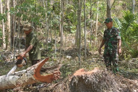 Ganggu Pelebaran Jalan di TMMD 106 Kodim Cilacap, Pohon Kelapa di Tebang