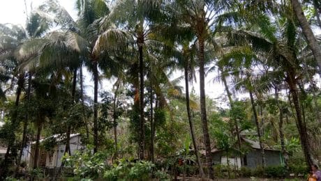 Air Nira Pohon Kelapa Menjadi Sumber Penghasilan Warga Desa Cilibang Untuk Dijadikan Gula Merah.