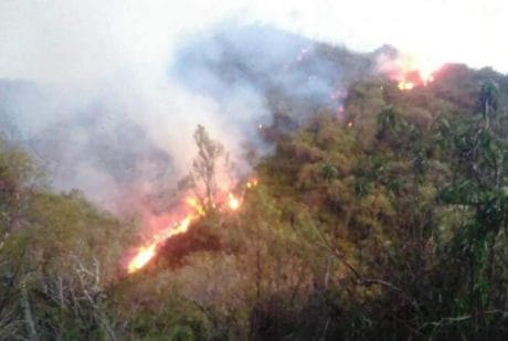 Karhutla Perhutani Di Lereng Gunung Slamet Meluas Ke Wilayah Sirampog Brebes
