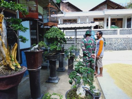Kunjungi Rumah Warga, Anggota Satgas TMMD 106 Terkesan Bonsai Buatan Pak Parnin