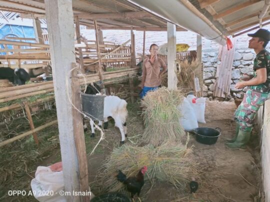 Saling Asuh, Anggota Satgas TMMD ke 106 Belajar Pelihara Sapi