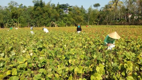 Tanaman Kacang Ijo Panen, Bisa Nilmati JUT Baru