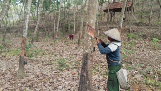 Nikmati Pengerjaan TMMD 106 Kodim Cilacap, Sarkim Makin Giat Sadap Karet