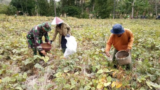 Panen Kacang Hijau, Pak Sijan Dibantu Sertu Budi di Lokasi TMMD 106 Kodim Cilacap