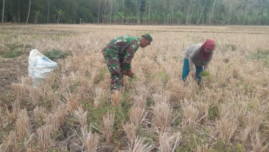 Bantu Cari Rumput Mbah Giwen, Bukti Kemanunggalan TNI Terhadap Rakyat