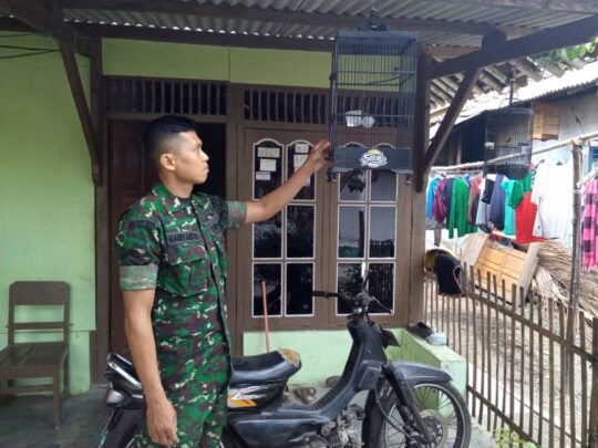 Burung Pleci Sebagai Kegemaraan Serda Hariyanto