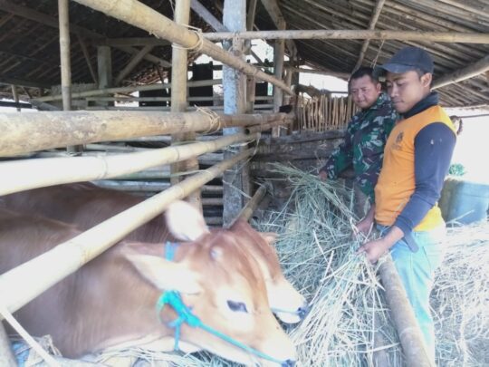 Kopda Sugeng Tengok Ternak Sapi Milik Ahmad Hamim Di Sela-Sela Kegiatan TMMD ke-106