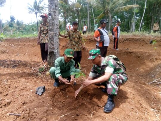 500 Pohon Alpukat Ditanam di Desa Penyarang, Babinsa Ikuti Kegiatan Ini