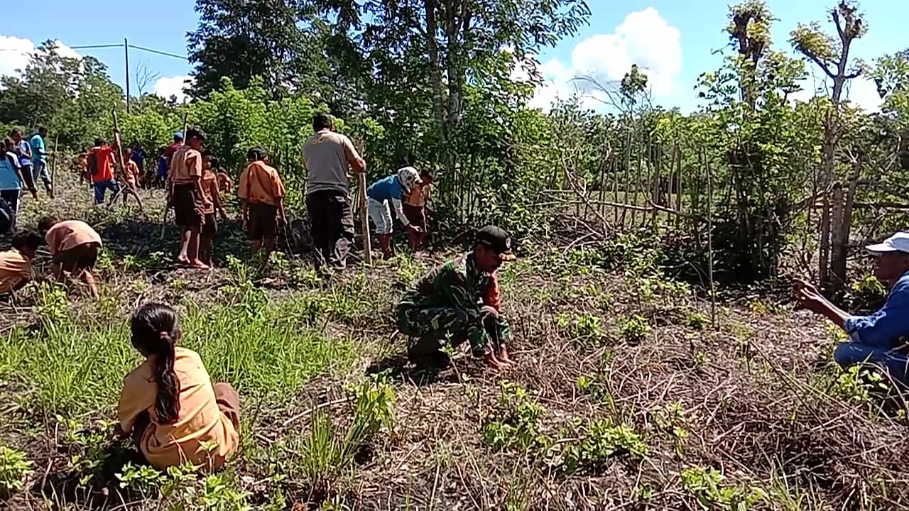 Pohon Lamtoro Teramba Solusi Pakan Ternak di Desa Nginamanu
