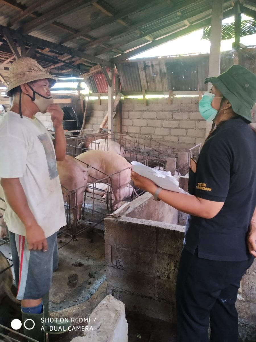 Kementan dan Pemda Bali Awasi Pemotongan Babi Untuk Galungan dan Kuningan