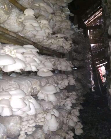 Sosok Wanita Muda, Membawa Trenggalek Semakin Meroket