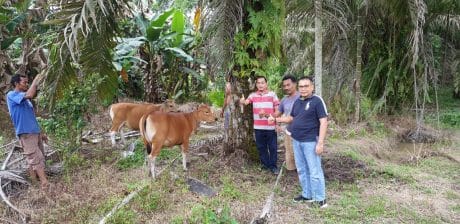 Musim mas Salurkan Sapi Melalui CSR Kepada Kelompok Tani Pesao Raya