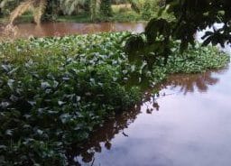 Aliran Sungai Bubon Tidak Lancar, Enceng Gondok Berkembang di Sungai