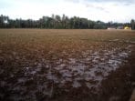 Areal Persawahan Blang Seumasang Gampong Ladang mulai Dilakukan Pengolahan