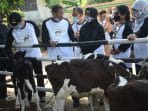 Bertahan di Tengah Pandemi, Kementan Apresiasi Peternak Sapi Perah di Jakarta