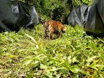 Sepasang Harimau Sumatera Bersaudara Kembali ke Habitat Alaminya