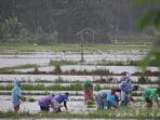 Upayakan Ekonomi Meningkat, 34 Warga Kiteran Desa Kembang Tanam Padi Bareng