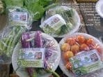 KWT Padang Jawa Sukses Petik Hasil Puluhan Kilogram Sayur Sekali Panen