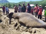 KKP Kuburkan Hiu Paus Terdampar di Pantai Bayem Jawa Timur