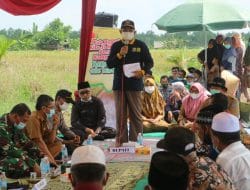 Bupati Tanjab Barat Panen Padi Bersama Kelompok Tani Desa Pembengis