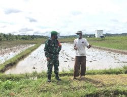 Perkuat Ketahanan Pangan, Danramil 1013-03/Teweh Tengah Bina Kelompok Tani