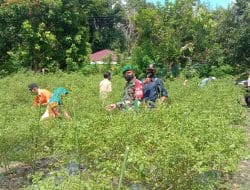 Babinsa Koramil 1013-03/Teweh Tengah Bantu Warga Dalam Rangka Sukseskan Ketahanan Pangan