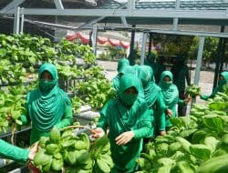 Persit Kartika Chandra Kirana Koorcab XXXVII Dim 1011 Melaksanakan Panen Sayur Hidroponik