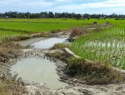 Masyarakat Desa Tanjung Agung Berharap JSP Diperbaiki