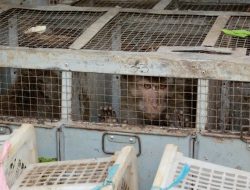 Rencana Pemerintah Tangkap dan Ekspor 2.070 Monyet Ekor Panjang Diprotes
