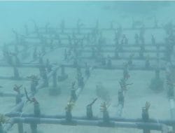 KKP Bangun Lagi Coral Stock Center di Maratua