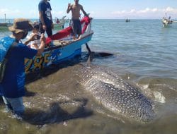 Terjerat Jaring Ikan, Seekor Hiu Paus Berhasil Diselamatkan