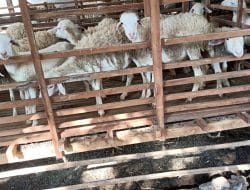 Satgas TMMD Sambangi Warga Peternak Kambing