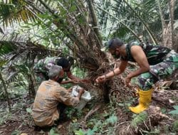 Serda Tommy Jepisa Membantu Mengurangi Biaya Panen Petani Salak