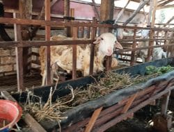 Kambing Etawa Komoditi yang Menjanjikan di Desa Siwalan