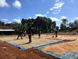 Masyarakat Desa Siwalan Berharap Pemerintah Membangunkan Lantai Untuk Menjemur Padi