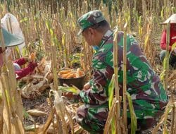 Satgas TMMD ke 111 Juga Menyempatkan Diri Bantu Warga Panen jagung