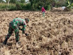 Jagung Di Tanam, Serda Haris Ikut Bantu