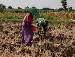 Serda Haris : Asyik Juga Tanam Jagung