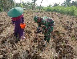 Penanaman Biji Jagung di Sawah Rupiah Akhirnya Selesai