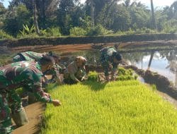 Bantu Cabut Benih Padi Sambil Sosialisasi Prokes, TMMD Tapsel