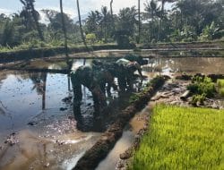 Satgas TMMD Tapsel, Bantu Penanaman Padi dengan Tanam Tanju