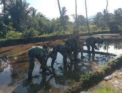 Ketangguhan Sektor Pertanian Hadapi Pandemi Covid-19, TMMD Tapsel